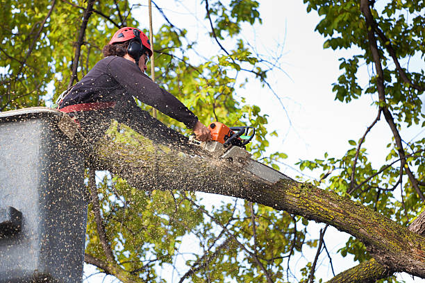 Best Firewood Processing and Delivery  in Heidelberg, PA