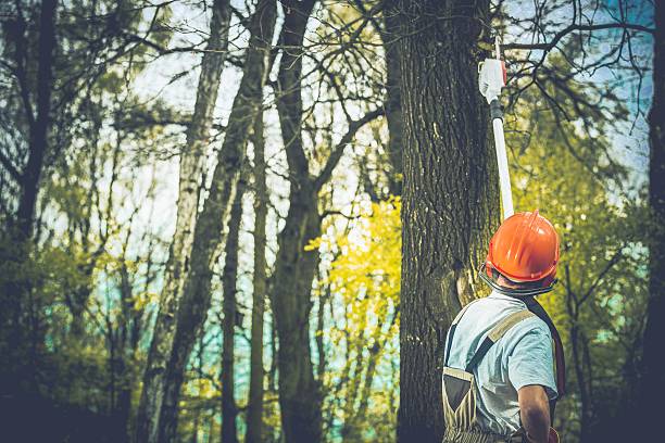 How Our Tree Care Process Works  in  Heidelberg, PA