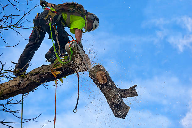  Heidelberg, PA Tree Care Pros